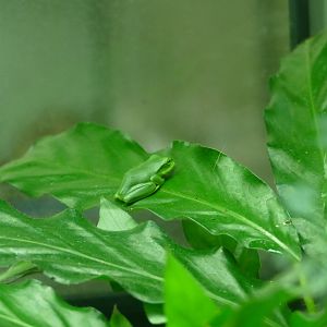 Thao whipping froglet, March 2019