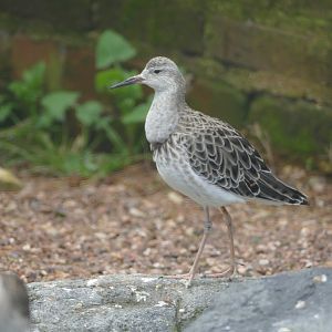 Ruff, Cottage Aviary, March 2019