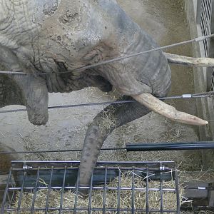 African elephant, March 2019