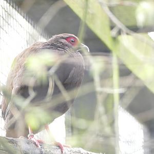 Sharing with the red-billed blue magpies, March 2019