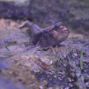 Mudskipper ID