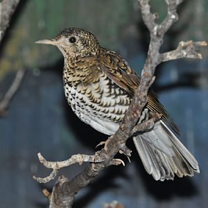 Zoothera dauma / Scaly thrush at Beijing Zoo