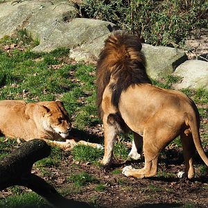 African lions (Panthera leo), Feb 27th, 2019