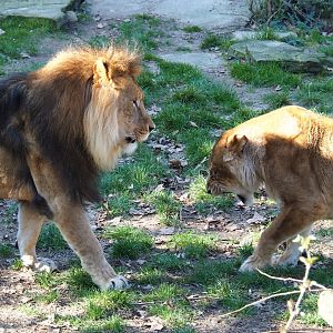 African lions (Panthera leo), Feb 27th, 2019