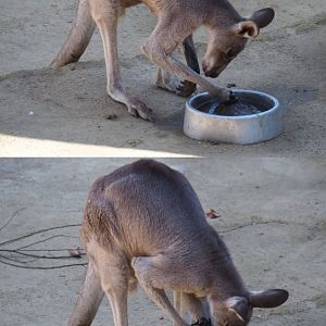 Eastern grey kangaroo (Macropus giganteus) with interesting way of drinking (Feb 27th, 2019)