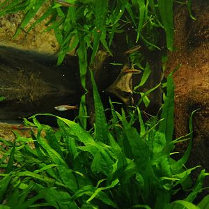 White Cloud Mountain minnows (Tanichthys albonubes), Feb 27th, 2019