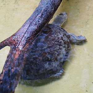 Branderhorst's snapping turtle (Elseya branderhorsti), Feb 27th, 2019