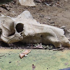 Fake hippopotamus skull in the caiman exhibit in the reptile house (Feb 27th, 2019)