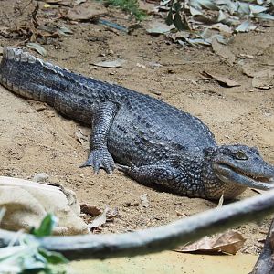Colombia Spectacled caiman (Caiman crocodilus crocodilus), Feb 27th, 2019