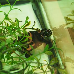 Juvenile African mud turtle (Pelusios species), Feb 27th, 2019