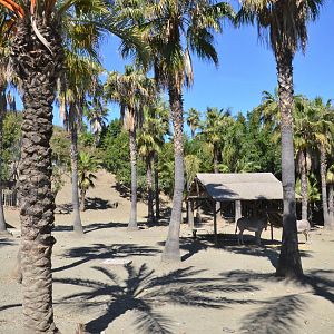 Somali Wild Ass and Cuvier's Gazelle Enclosure at Selwo Aventura, 13/03/19