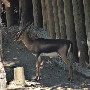 Cuvier's Gazelle at Selwo Aventura, 13/03/19
