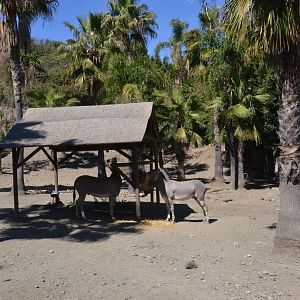 Somali Wild Ass and Cuvier's Gazelle Enclosure at Selwo Aventura, 13/03/19