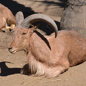 Barbary Sheep at Selwo Aventura, 13/03/19