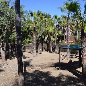 Barbary Sheep Enclosure at Selwo Aventura, 13/03/19