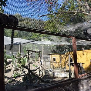 Ring-tailed, Black and White Ruffed and Brown Lemur Enclosure at Selwo Aventura, 13/03/19