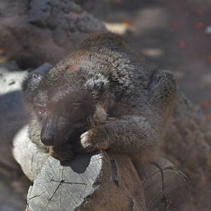 Brown Lemur at Selwo Aventura, 13/03/19