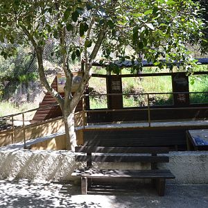 Iberian Lynx Viewing at Selwo Aventura, 13/03/19