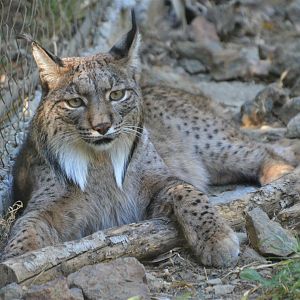 Iberian Lynx at Selwo Aventura, 13/03/19