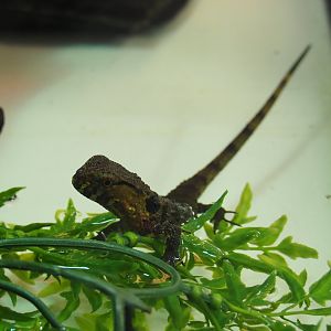 Juvenile Chinese crocodile lizard (Shinisaurus crocodilurus), Feb 27th, 2019