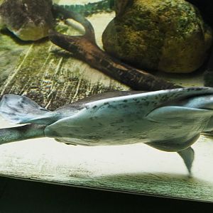 Nubian flapshell turtle (Cyclanorbis elegans), Feb 27th, 2019