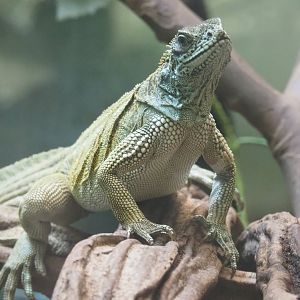 Weber's Sailfin lizard (Hydrosaurus weberi), Feb 27th, 2019