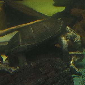 Mating Central African mud turtles (Pelusios chapini), Feb 27th, 2019