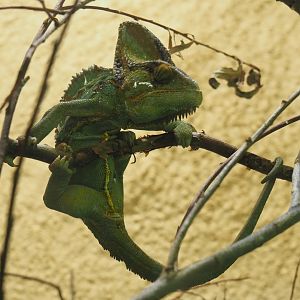 Veiled chameleon (Chamaeleo calyptratus), Feb 2th, 2019