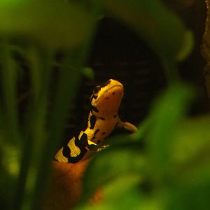 Kaiser's spotted newt (Neurergus kaiseri), Feb 27th, 2019