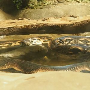 Malagasy ground boa (Acrantophis madagascariensis), Feb 27th, 2019