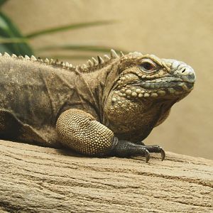 Cuban iguana (Cyclura nubila nubila), Feb 27th, 2019
