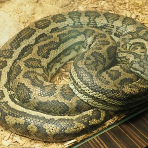 Northwestern carpet python (Morelia spilota variegata), Feb 27th, 2019