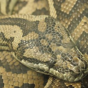 Northwestern carpet python (Morelia spilota variegata), Feb 27th, 2019