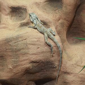 Frilled lizard (Chlamydosaurus kingii), Feb 27th, 2019