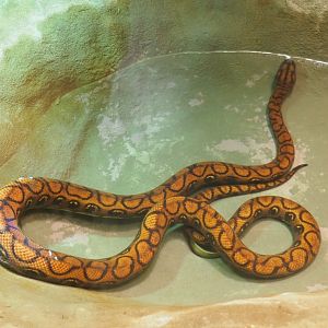 Brazilian rainbow boa (Epicrates cenchria), Feb 27th, 2019