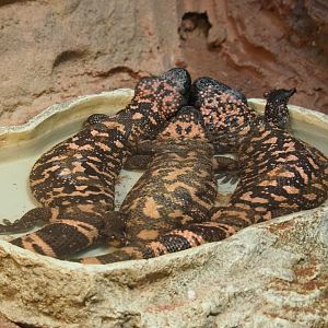 Three gila monsters (Heloderma suspectum) in a tub (Feb 27th, 2019)