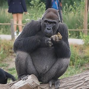 Paul & Lynsey's Zoo Tour #85 Safari Beekse Bergen - YouTube