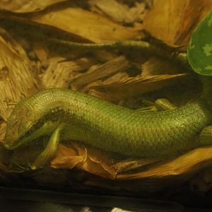 Senegal mabuya (Trachylepis affinis), Feb 27th, 2019