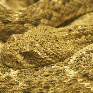Western diamondback rattlesnake (Crotalus atrox), Feb 27th, 2019