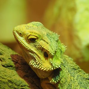 Central bearded dragon (Pogona vitticeps), Feb 27th, 2019