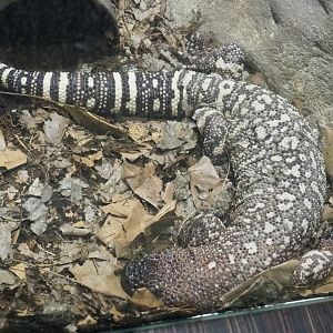 Rio Fuerte beaded lizard (Heloderma horridum exasperatum), Feb 27th, 2019