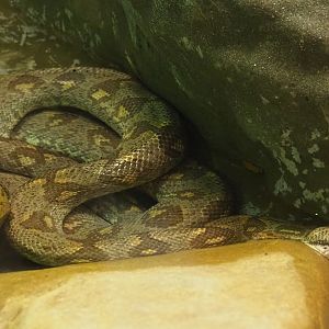Madagascar tree boa (Sanzinia madagascariensis), Feb 27th, 2019