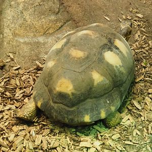 Radiated tortoise (Astrochelys radiata), Feb 27th, 2019
