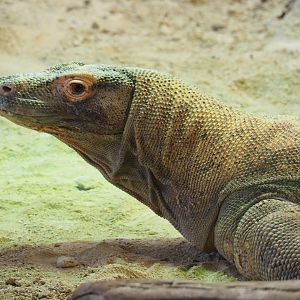 Komodo dragon (Varanus komodoensis), Feb 27th, 2019