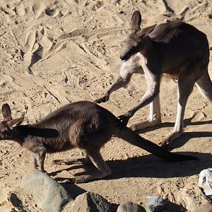 Eastern grey kangaroos (Macropus giganteus), Feb 27th, 2019