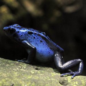 Blue poison dart frog