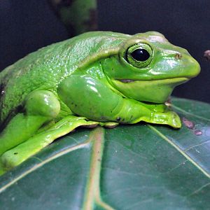 Fea's tree frog