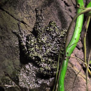 Vietnamese mossy frog