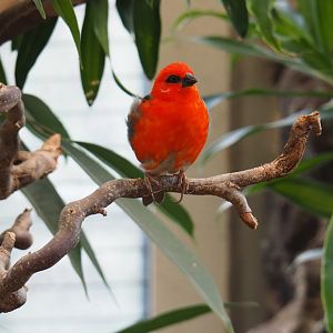 Madagascar fody (Foudia madagascariensis), Feb 27th, 2019