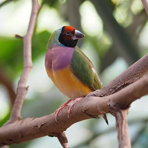 Gouldian finch (Erythrura gouldiae), Feb 27th, 2019